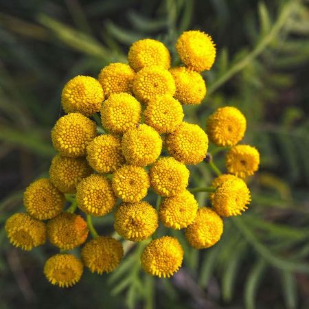 Chamomile Essential Oil Morocco 2